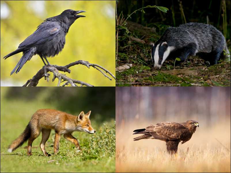 Crow, Badger, Fox and Buzzard (shutterstock.com).