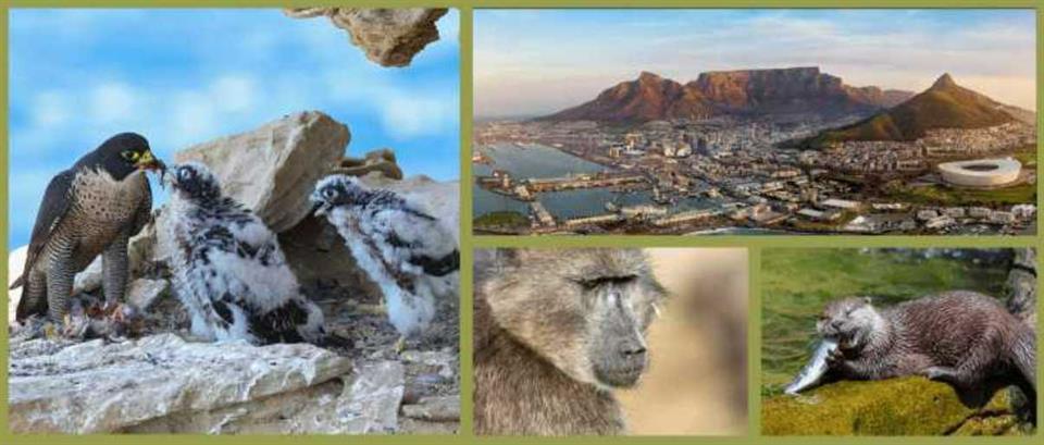 Image for the SUME-IAF meeting in Cape Town in June 2023