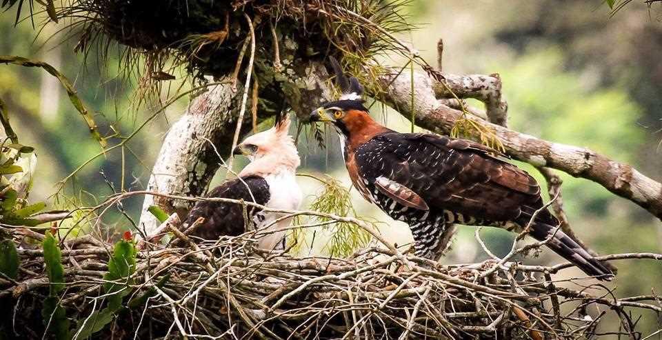 Ornate Hawk Eagle, photography by: Duco Silva