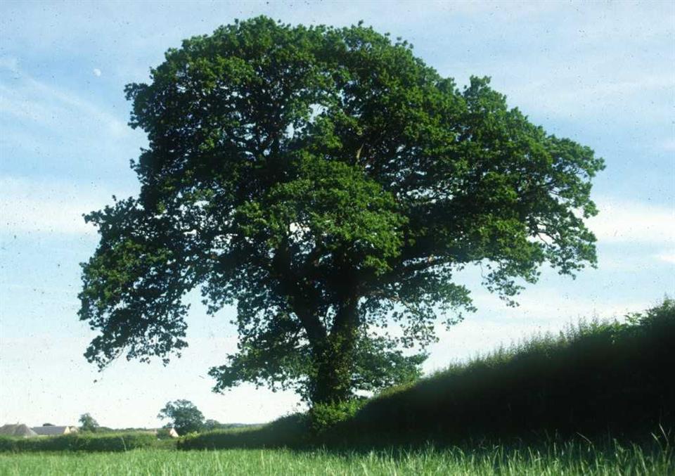 The logo of the Conservative Party, the current UK government, is an oak tree