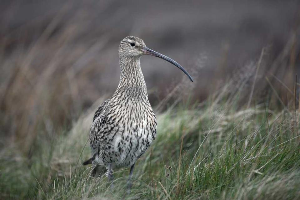 The curlew benefits from predator management © Erni/Shutterstock.com