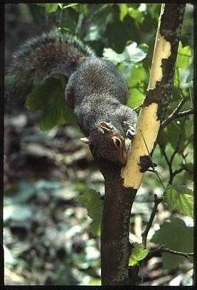 Grey squirrel stripping bark © Red Squirrel Survival Trust