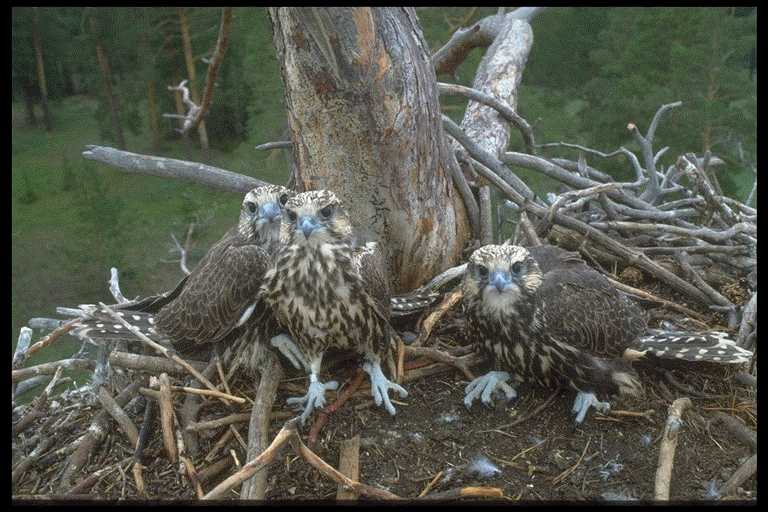 Kazakh Sakers in a Sea-Eagle nest