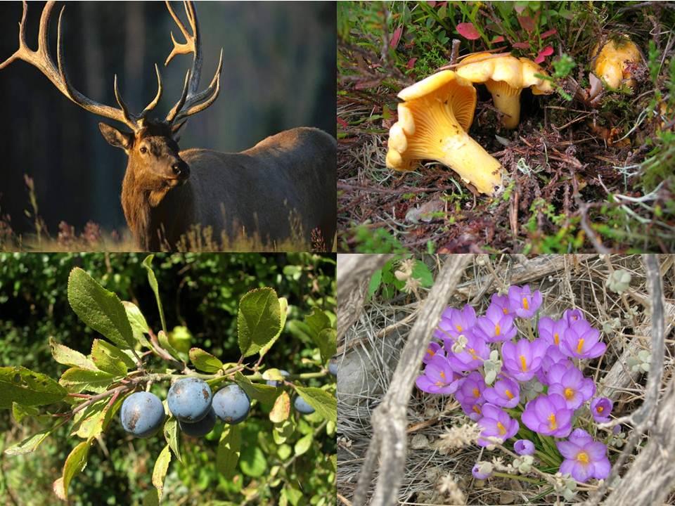 Deer, chanterelles, sloes and crocus