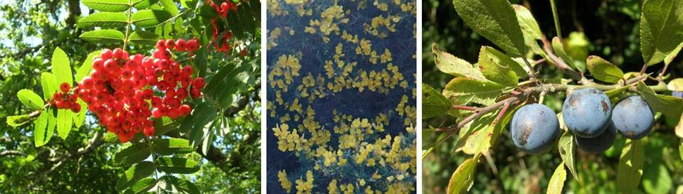 Rowan berries, Gorse flowers and Sloes to harvest