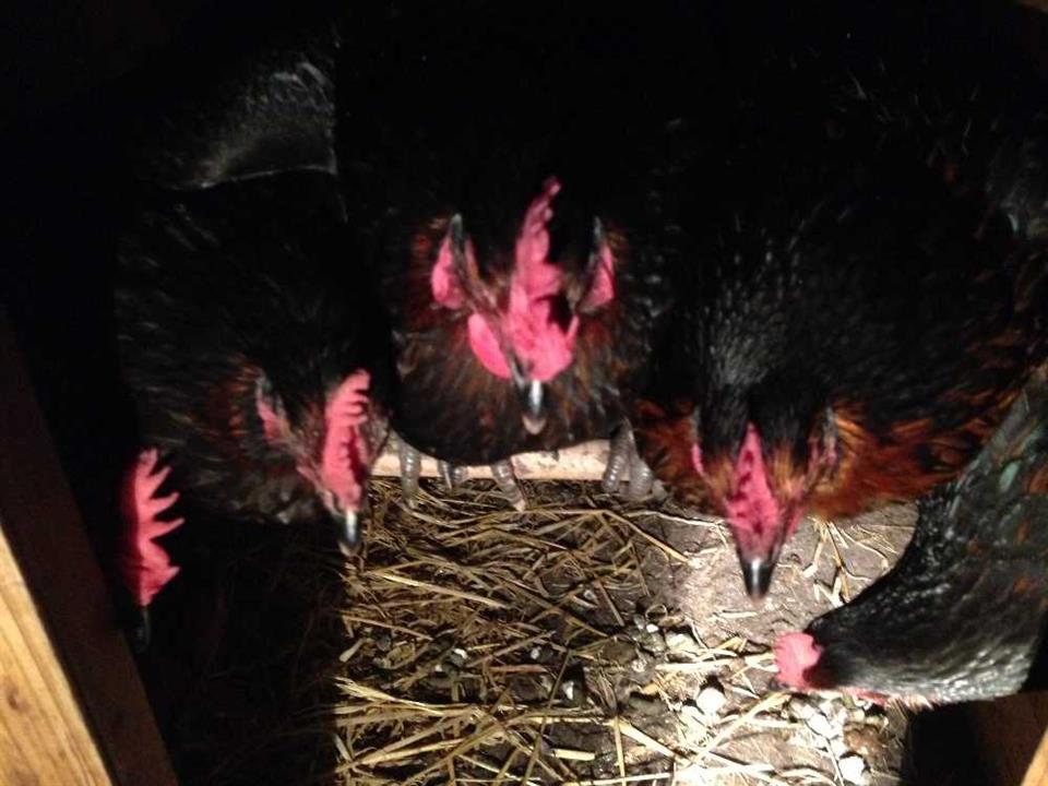 4 in a row roosting