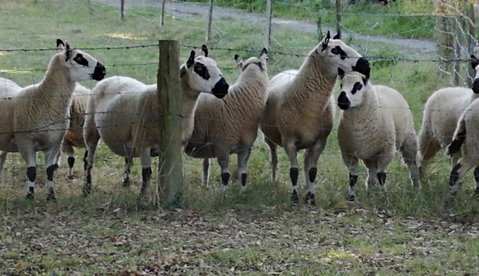 Harphill flock of Kerry hills