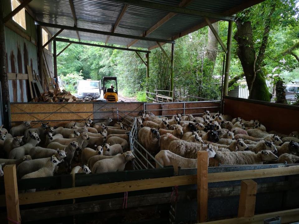 shearing