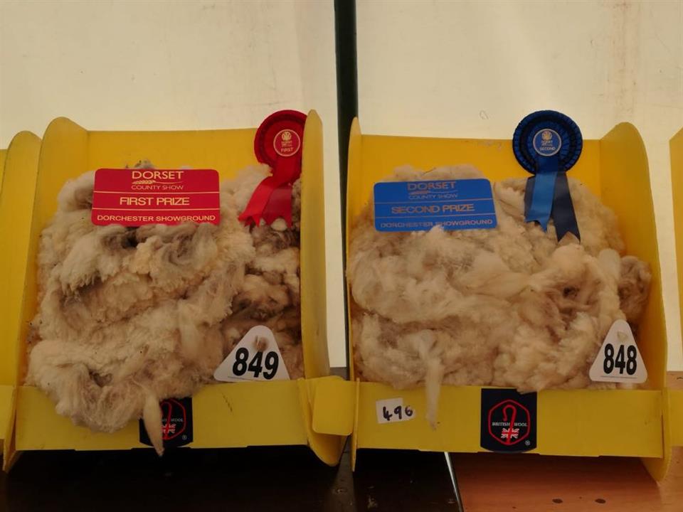 Fleece Dorset county show