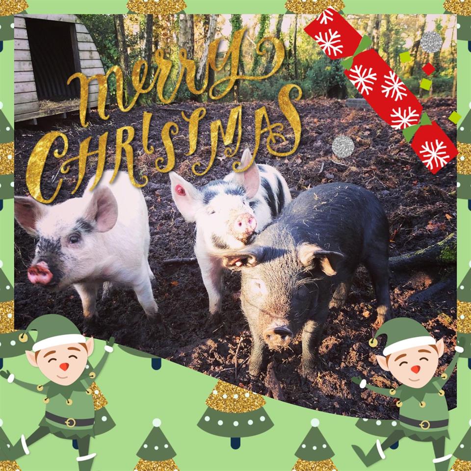 Pigs