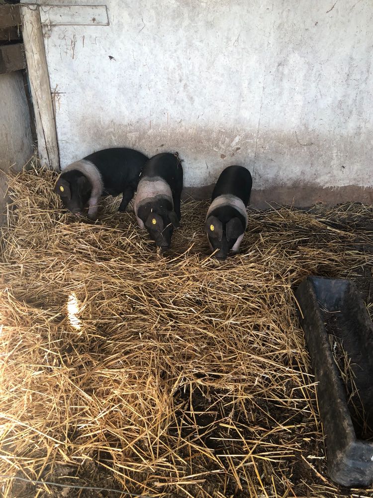 piglets