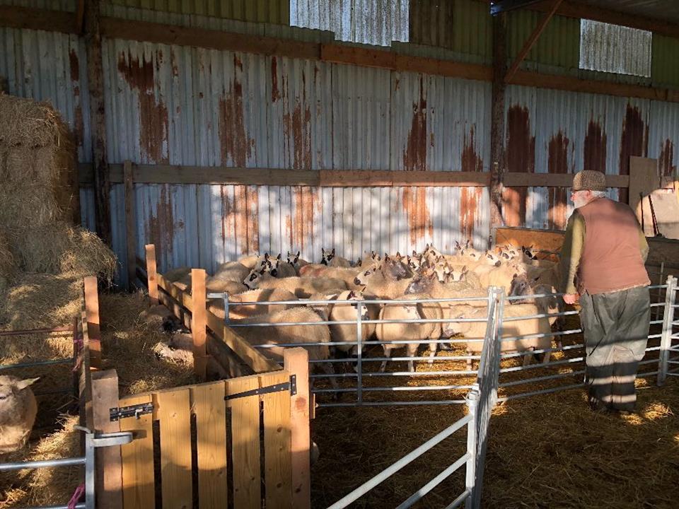 sheep pen