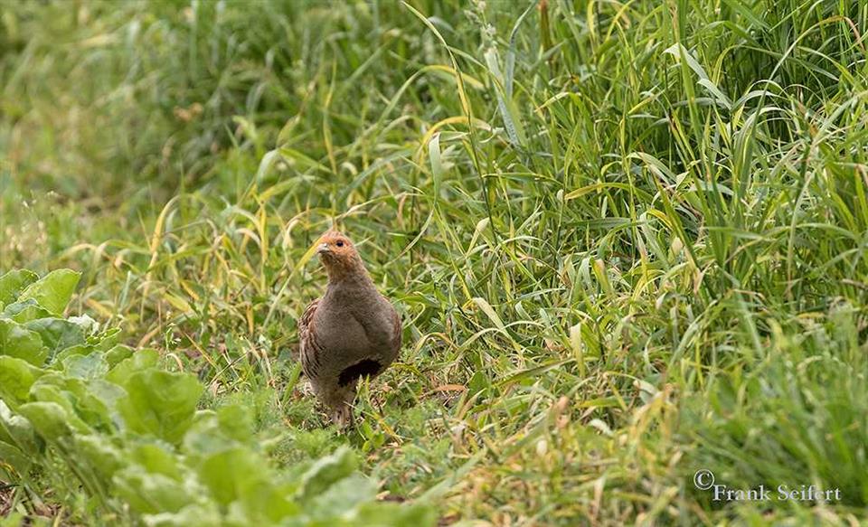 Rebhühner brauchen strukturreiche und extensive Grenzstrukturen