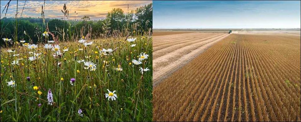 Natürliche Biodiversität und Landbewirtschaftung - ein Widerspruch?