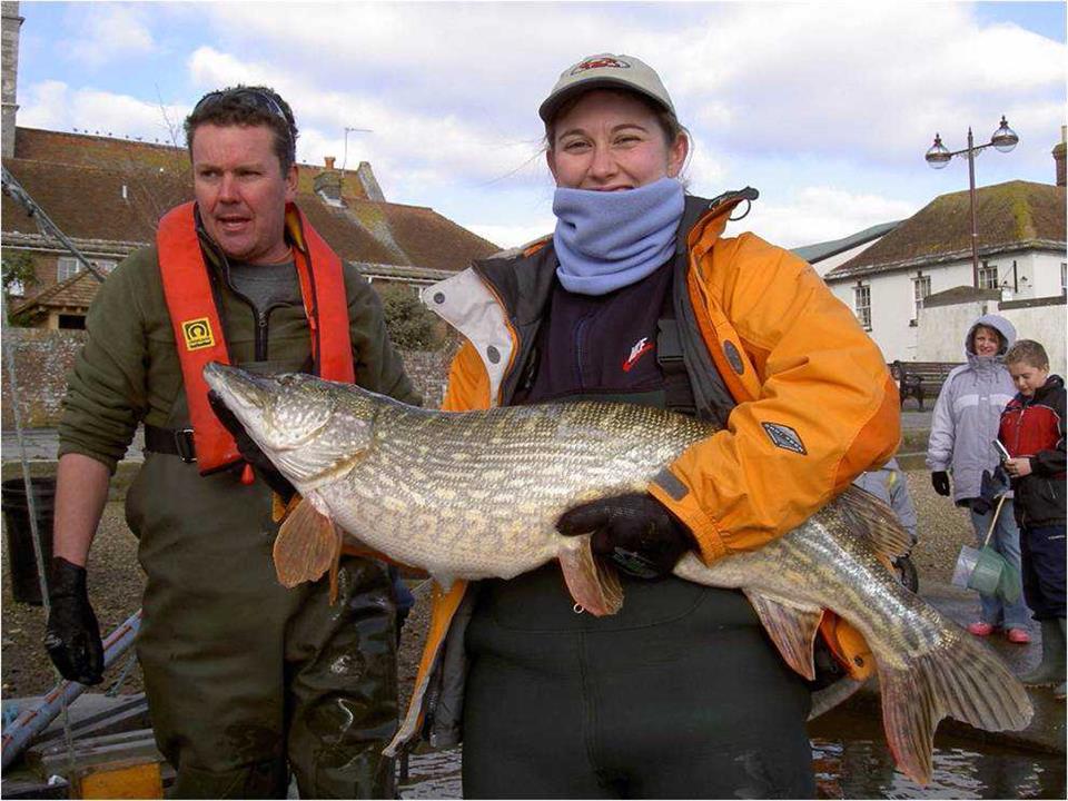 Caught by an angler, this pike was released with a radio tag