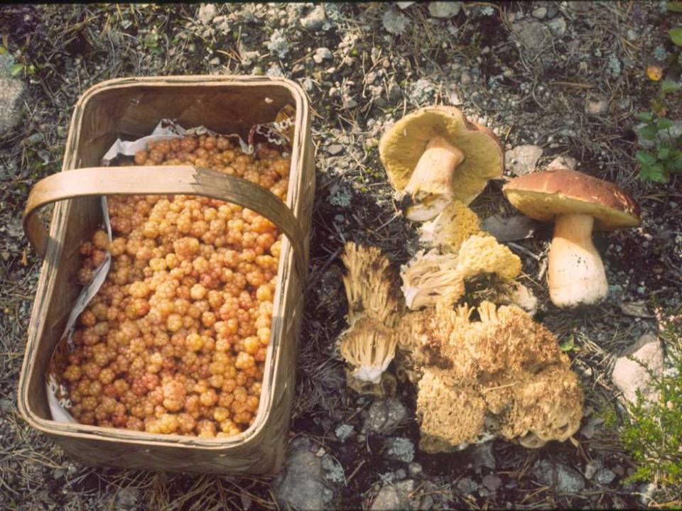 Gathering fungi and cloud-berries in Sweden