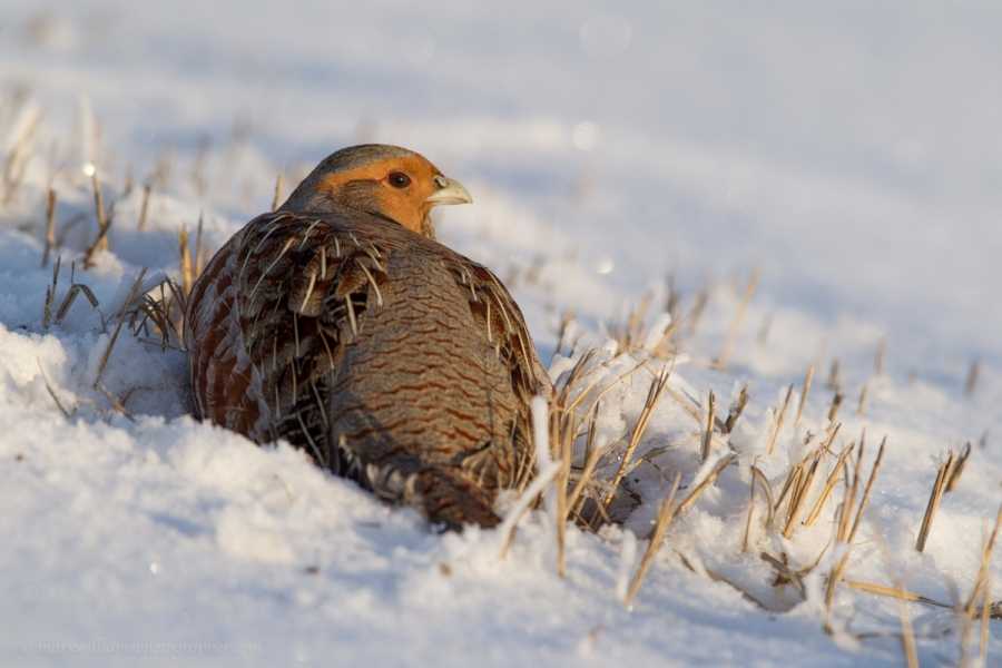 A cold winter on farmland in the UK (© M Williams)