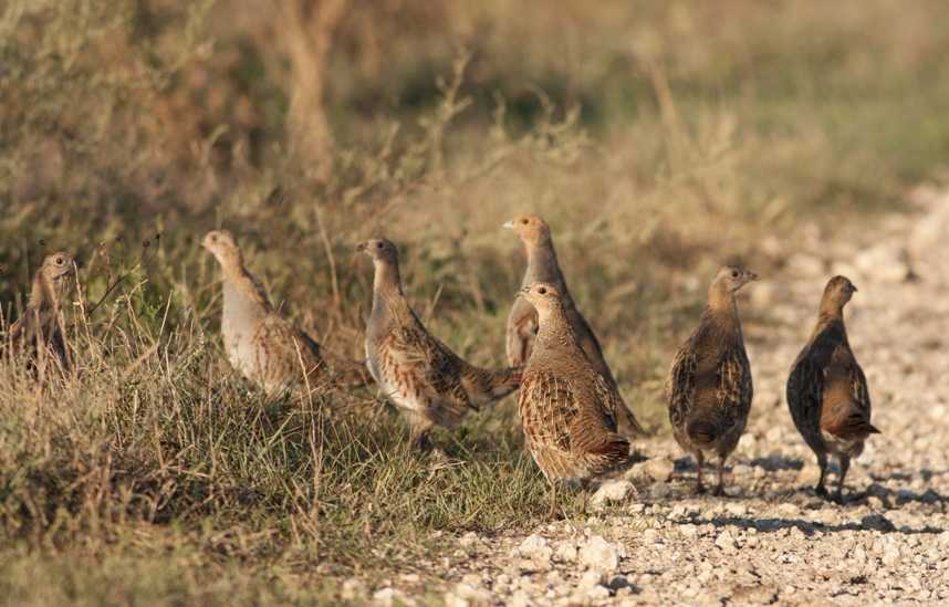 A lucky number of Grey Partridge to count (shutterstock.com)