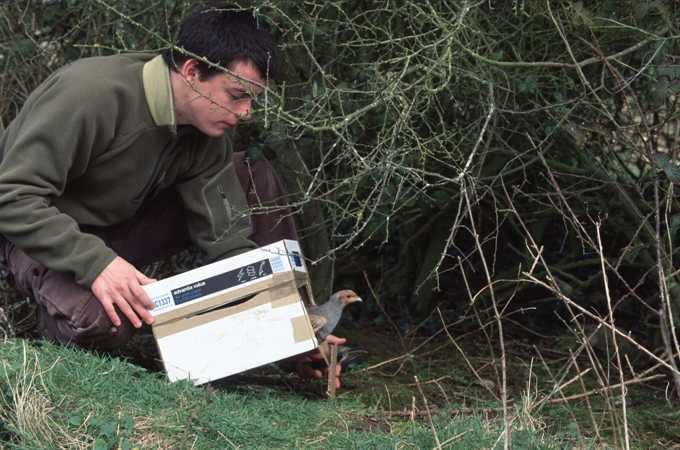 Releasing a partridge pair for re-establishment in spring (© F Buner)