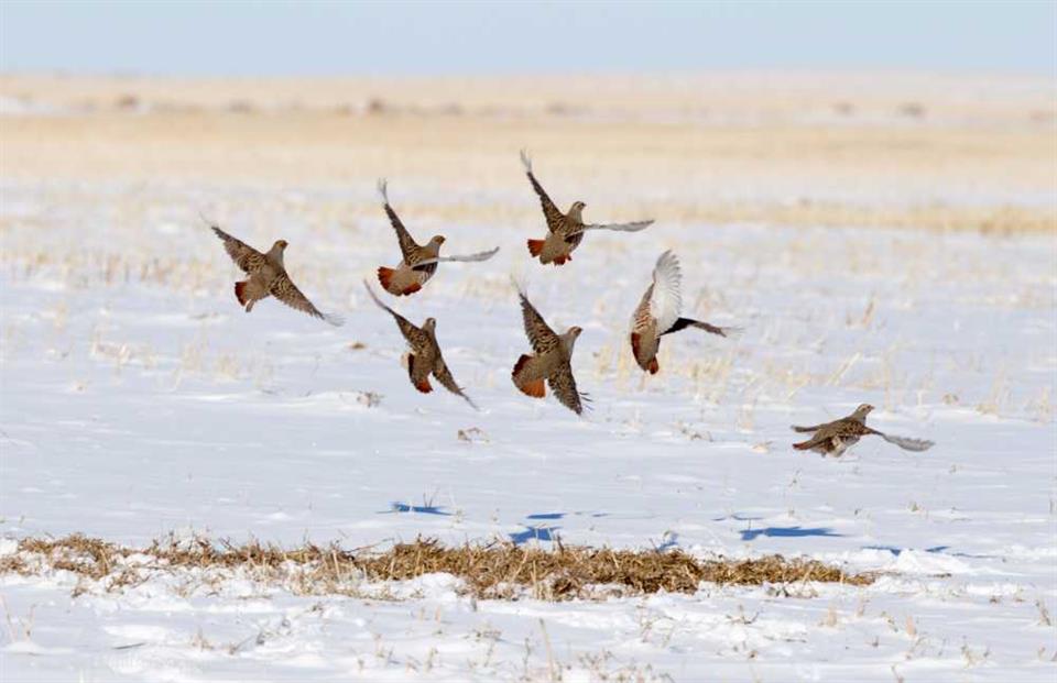 A covey of Grey Partridges launches in winter (© M Williams)