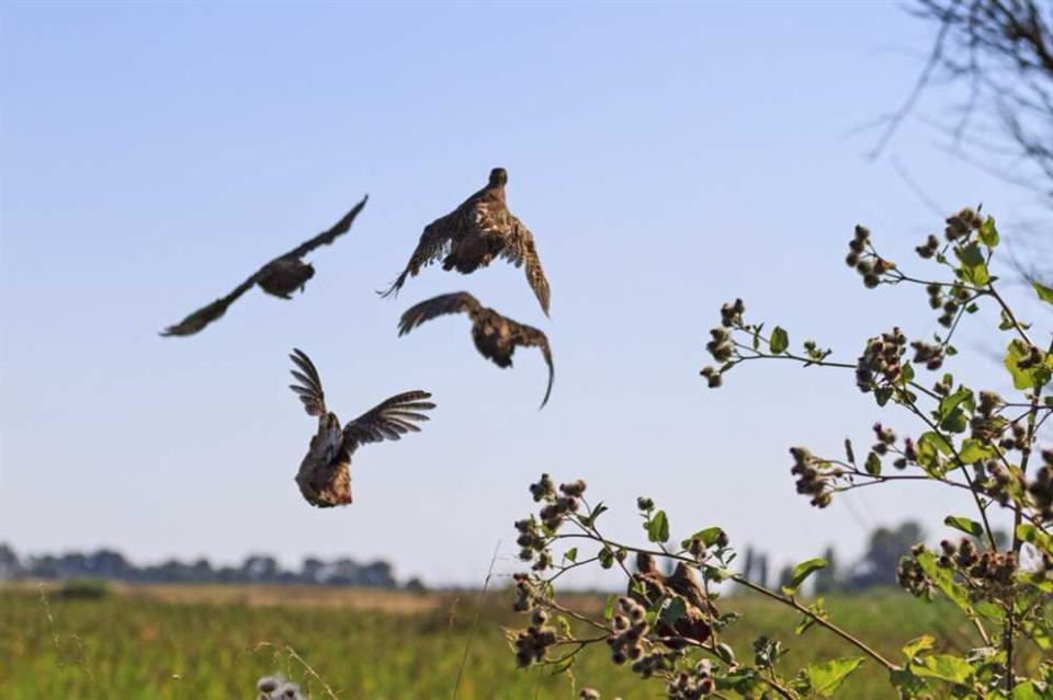 A covey of Grey Partridge launches (shutterstock.com)