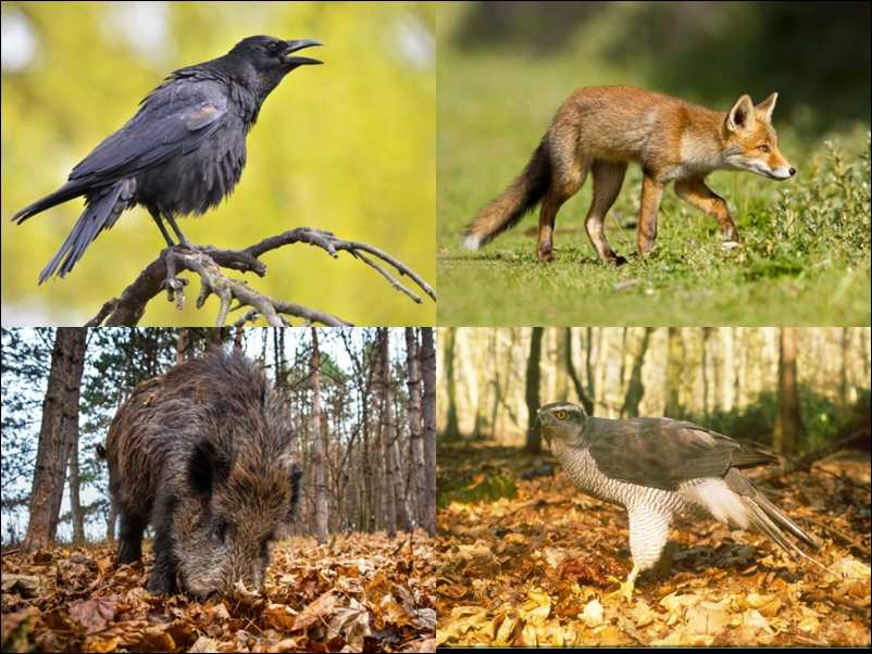 Crow, Badger, Fox and Goshawk (shutterstock.com).