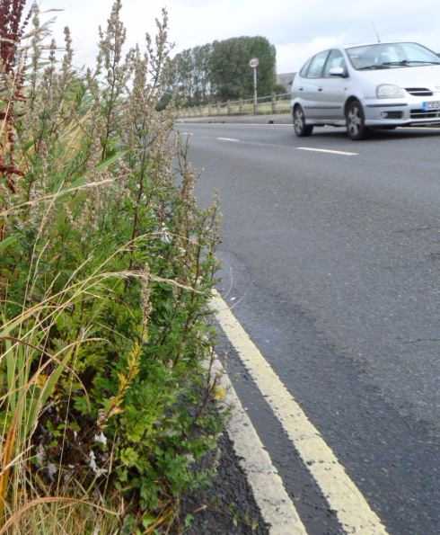 Roadside Fat Hen: seed reservoir but not safe feeding!