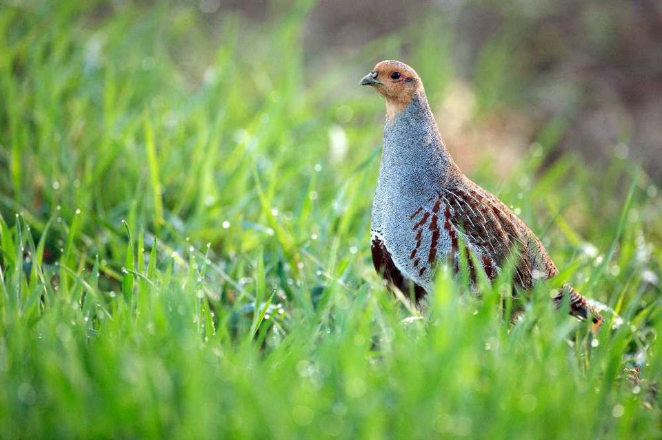 Enviromental monitoring of Gray Partrige (Perdix perdix ) April 2017 in Slovenia