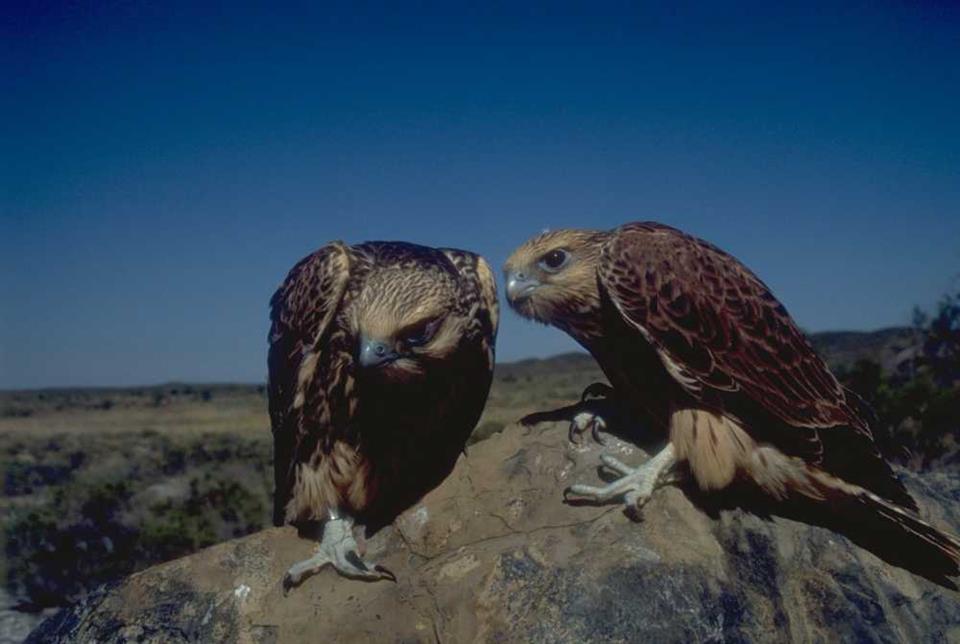 Altai Saker Falcons