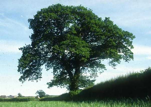 Many oak trees, like the UK party with an oak tree logo, have suffered due to climate change