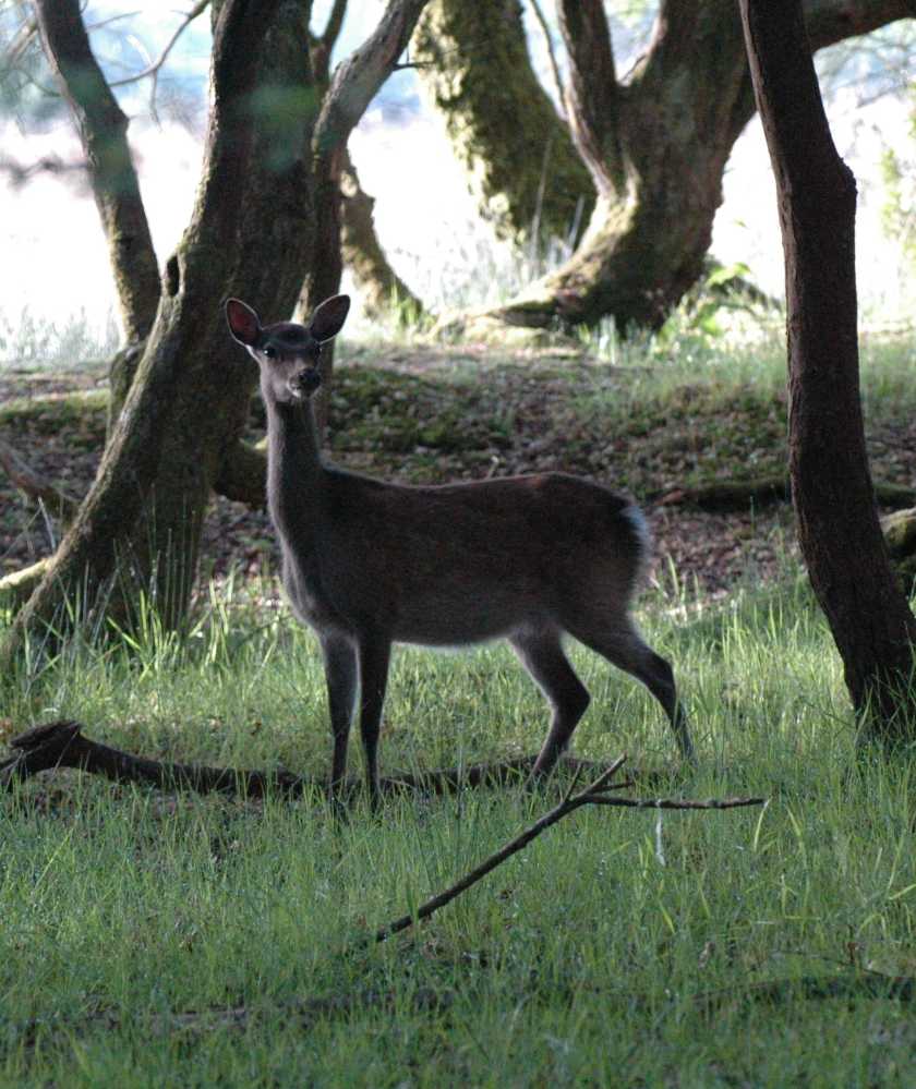 Deer in Dorset woodland © Anatrack.com