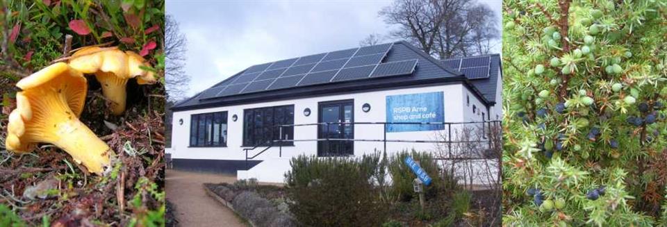 Scottish chanterelles and juniper berries flank RSPB's Arne reserve shop in Dorset