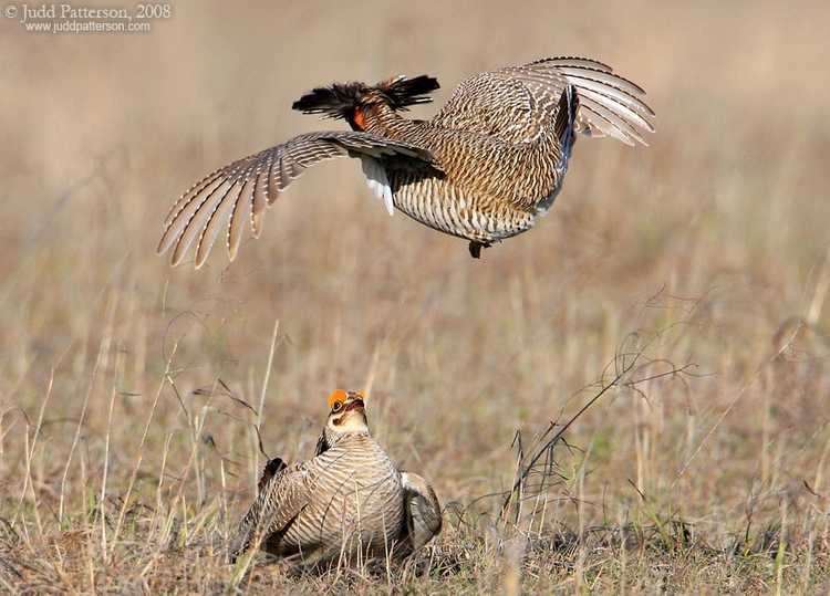 Judd Patterson Lesser Prairie Chicken