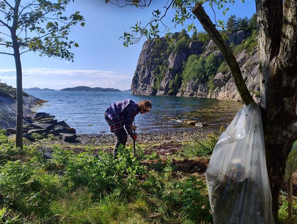 A Pro-Coast volunteer collecting plastic rubbish and clearing invasive species at Eidsvika © 2025 David Herbert