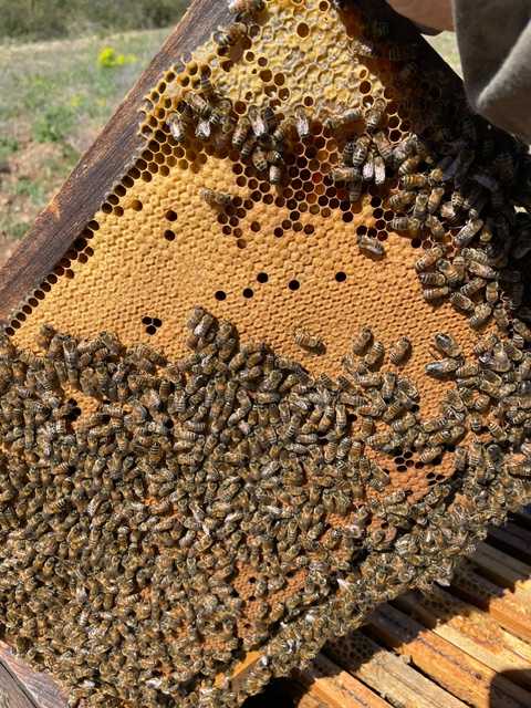 bees