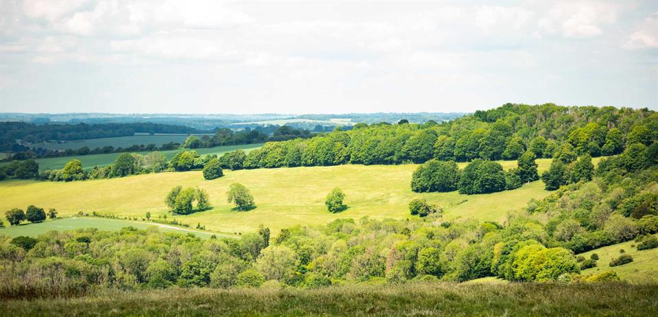 fields