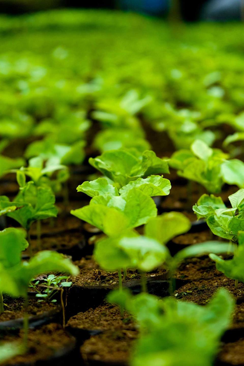 Descripción: Vista en primer plano de plantas creciendo en un vivero