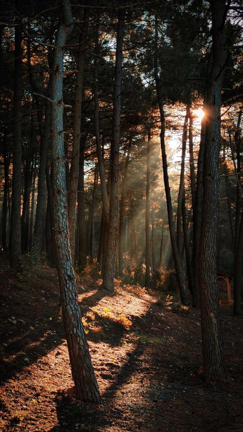 Descripción: Escena serena de bosque.