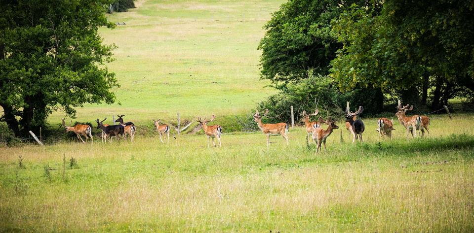 deers
